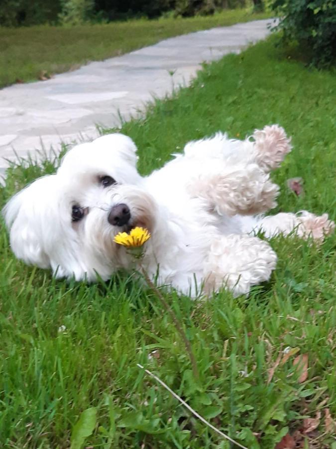 Hugoren Egoitza Zubialde Dış mekan fotoğraf